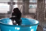 Gorila dancing dnça dançando